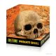 Exo-Terra Primate Skull - főemlős koponya formájú búvóhely hüllők részére (12cm)