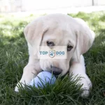 KONG Puppy Harang játék Kölyökkutyáknak M
