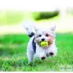 Kong® Toy SqueakAir® Sárga labda M 6db 520470