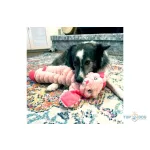 Kong Shakerz Crumples Nyuszi XL Világosrózsaszín 50cm 524700