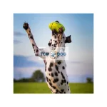 Kong Squeaker Football S