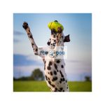 Kong Squeaker Football S