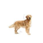 Royal Canin Golden Retriever Adult 12kg