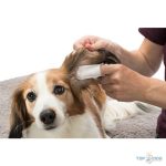  Fültisztító ujjra húzható, 50db TRX 29392