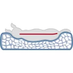 Memóriahabos Ovális fekhely  Sötétszürke/Világosszürke 80*55cm TRX 36424