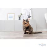 Leo pálcás macskajáték csillaggal 50cm TRX 45386