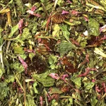 JR Farm Kasvirág-Lucerna-Lóhere 100g
