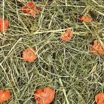 JR Farm Széna sárgarépás 1,5kg