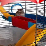 Ferplast Circus hörcsög ketrec 49,5*42*42,5cm