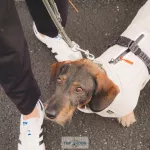 Hunter Nordby átmeneti kutyakabát tacskóknak, bézs 45cm