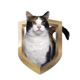  Macska