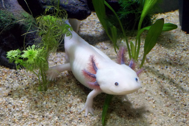 Az axolotl tartása 